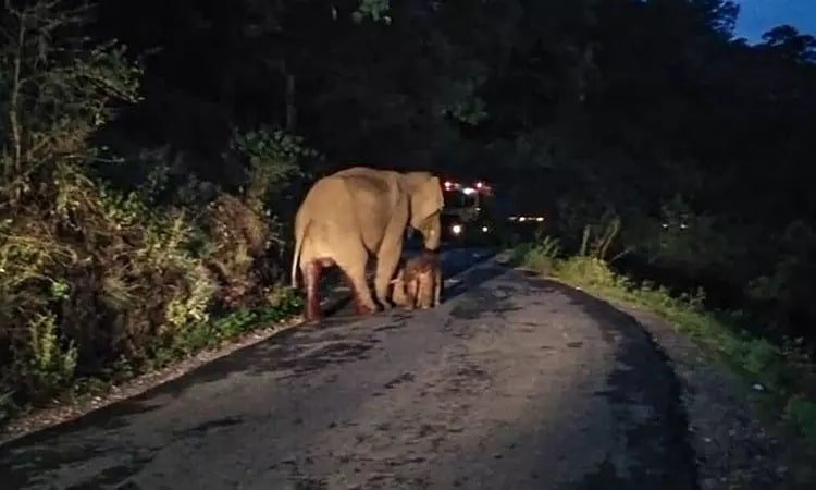 அதிகாலையில், நெடுஞ்சாலையில்  குட்டியை ஈன்ற யானை: பிரசவத்தின் போது அரனாக நின்ற சக யானைகள்…! நெகிழ்ச்சி சம்பவம்..!