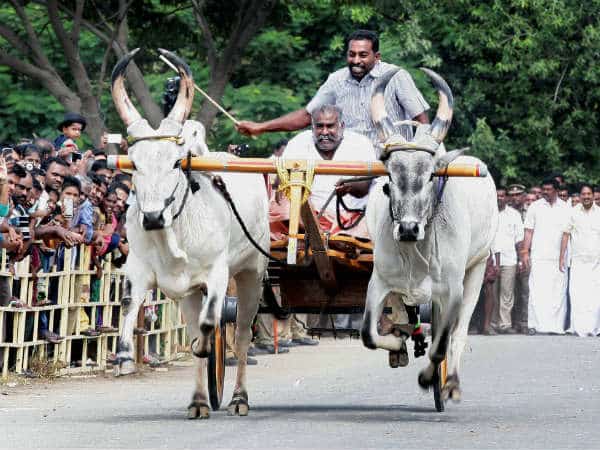 மாட்டு வண்டி , குதிரை வண்டி போட்டிகள் நடத்தக்கூடாது …. சென்னை உயர்நீதிமன்ற மதுரை கிளை உத்தரவு ….