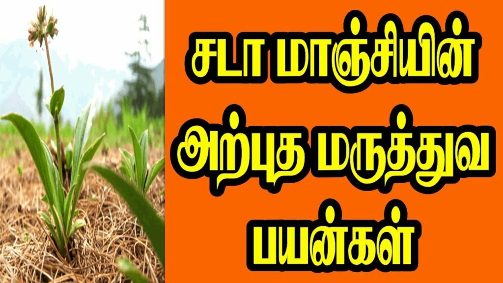 நரம்பு தளர்ச்சி, காக்கா வலிப்பு நோய்க்கு மருந்தாகும் சடாமஞ்சில் பற்றி நீங்க கேள்வி பட்டு இருக்கீங்களா?