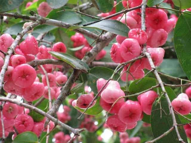 மாரடைப்பு-பக்கவாதம் ஏற்படாமல் பாதுகாக்கும் தண்ணீர் ஆப்பிள்!…. ஏராளமான நன்மைகள் இதோ!