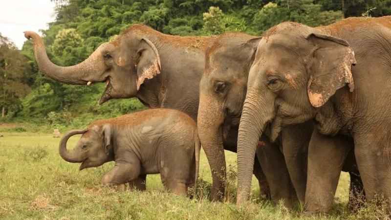 மதம் பிடிக்கும்போது பாகனிடம் மட்டும் அடங்குவது ஏன்?… தும்பிக்கையில் விரல்கள்!… யானைகள் பற்றி வியக்கவைக்கும் தகவல்கள்!