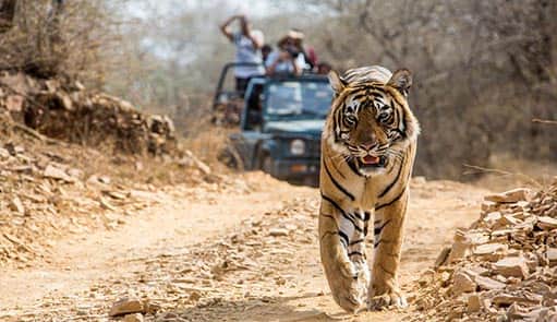 ஆக்ரோஷமாக தாக்கி உடலை எடுத்து சென்ற புலி…! ஜங்கில் சஃபாரியின் போது நடந்த விபரீதம்..!