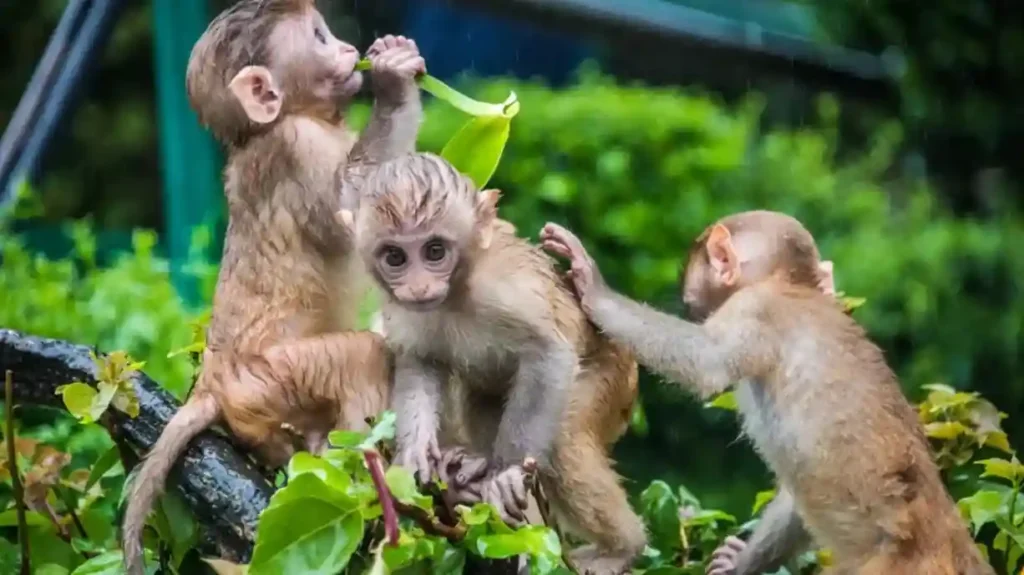 எச்சரிக்கை!. ஆய்வகத்தில் இருந்து தப்பியோடிய குரங்குகள்!. கதவுகள், ஜன்னல்களை மூடிவைக்க அறிவுறுத்தல்!