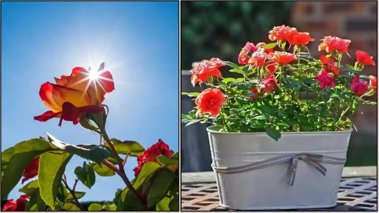 plant withered 1 11zon