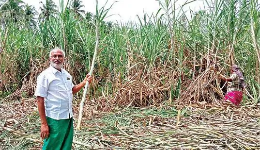 விவசாயிகளுக்கு மகிழ்ச்சி செய்தி..! கரும்பு ஆதாய விலை  குவிண்டாலுக்கு ரூ.355 வழங்க மத்திய அரசு ஒப்புதல்…!