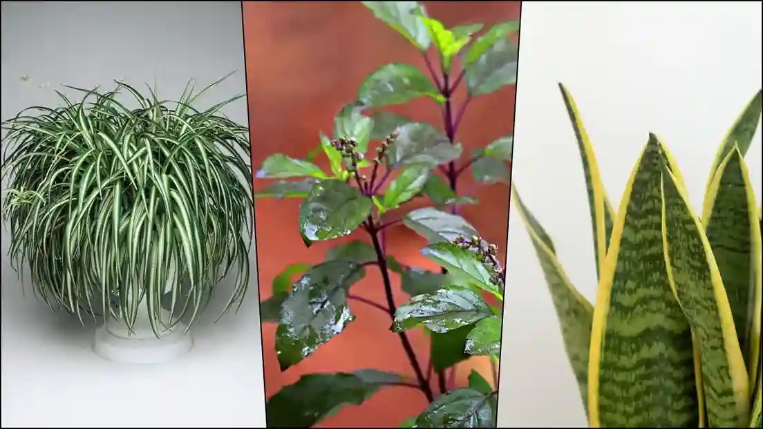 vastu plants 11zon
