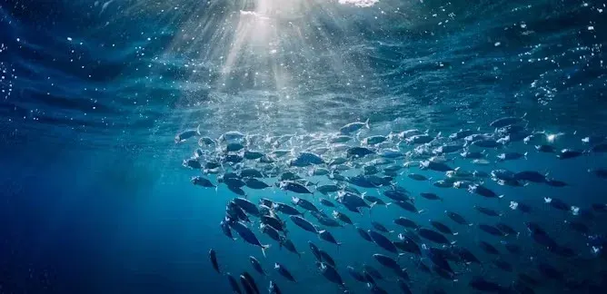 World Oceans Day 2025 11zon