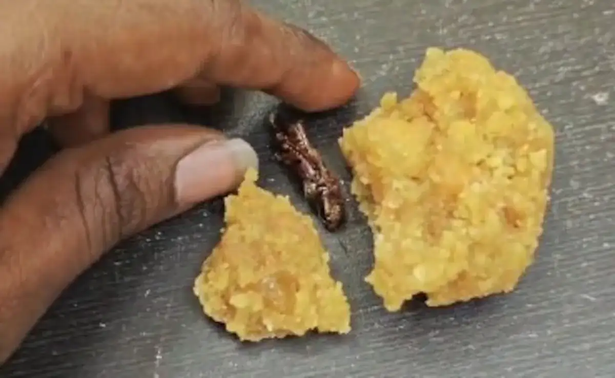 cockroach laddu 2