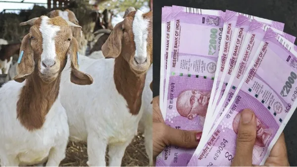 ஆடு கோழி வளர்க்கணுமா..? 50% மானியம் தரும் மத்திய அரசின் சூப்பர் திட்டம்..!! யாருக்கெல்லாம் கிடைக்கும்..?