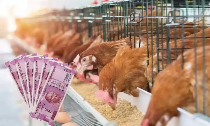 hen subcidy 2025