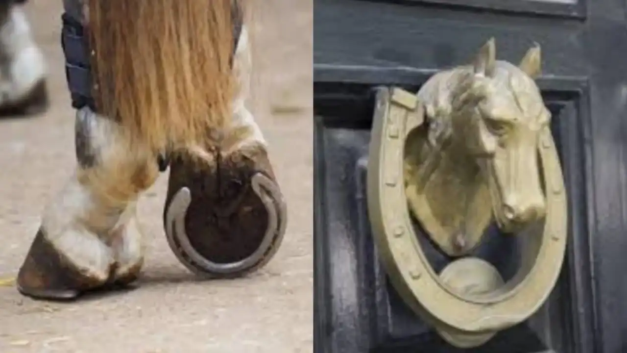 horseshoe 11zon
