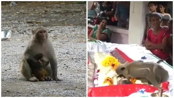 “இது மனித காதல் அல்ல.. அதையும் தாண்டி புனிதமானது..” இறுதிச் சடங்கில் குரங்கு செய்த நெகிழ்ச்சி சம்பவம்..!!