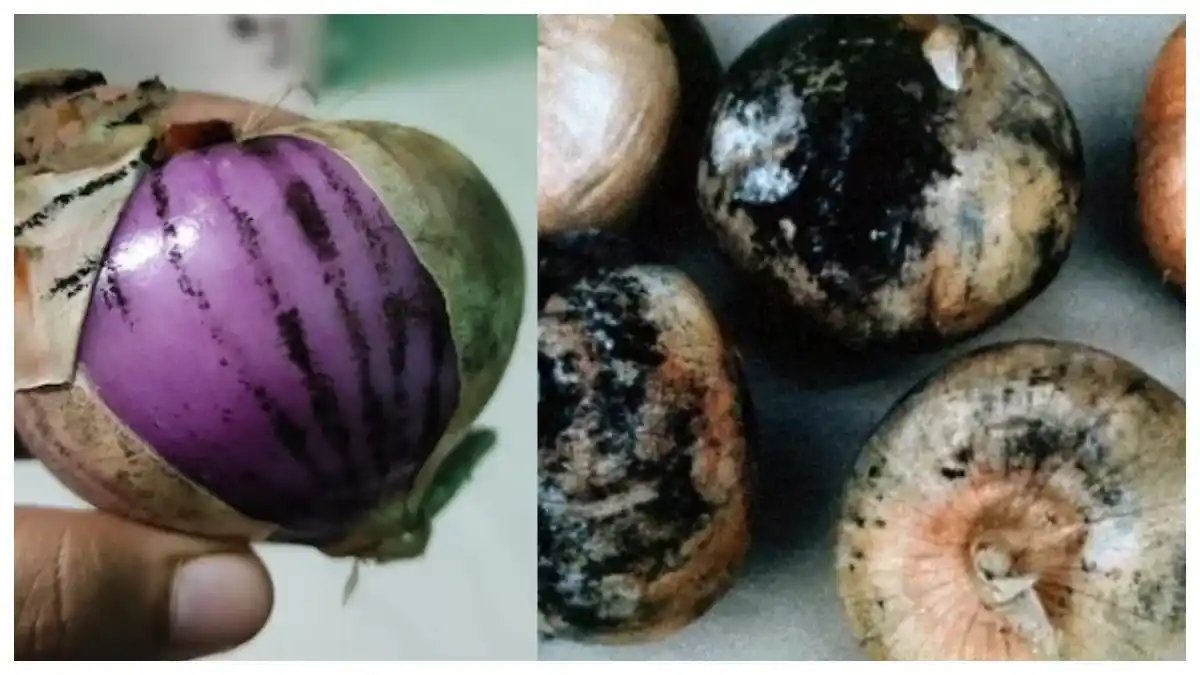 onion black spot 11zon
