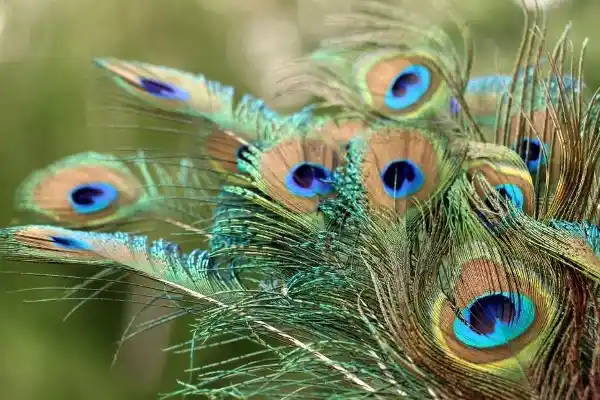 peacock feathers 11zon
