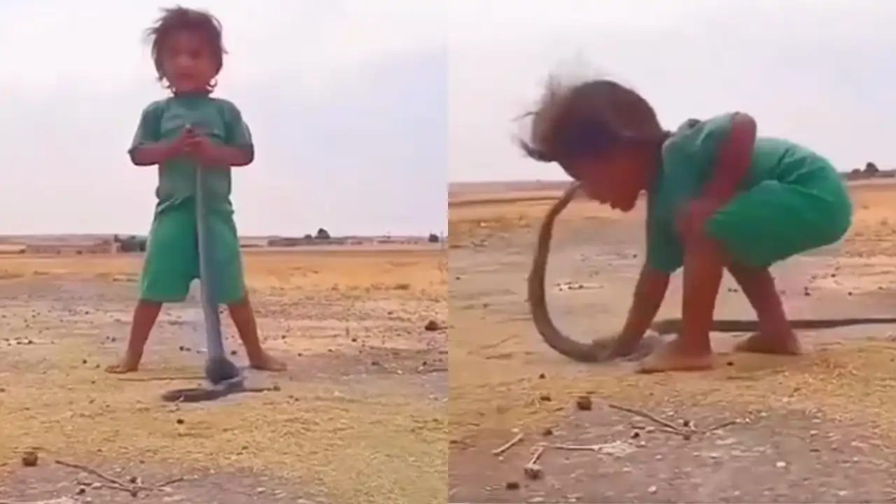 snake viral