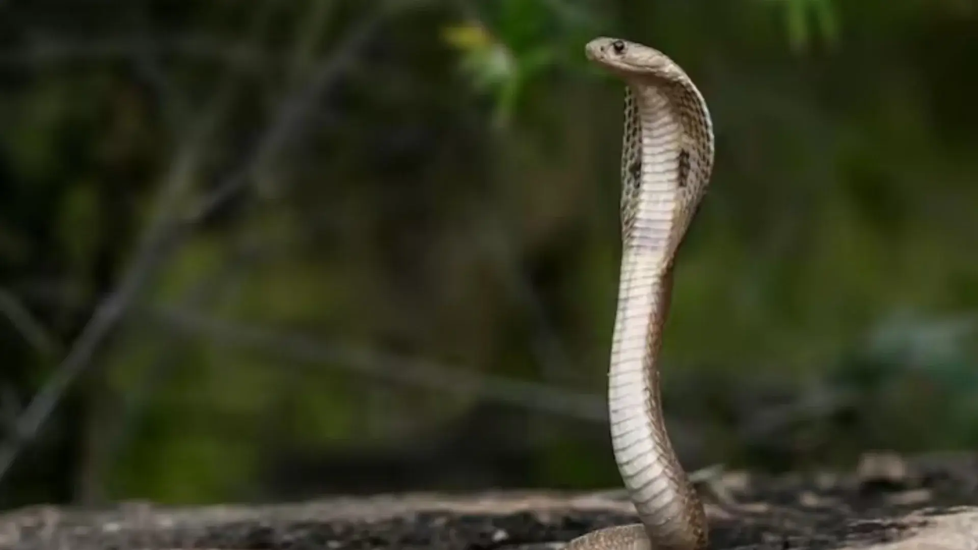 snakes village 11zon