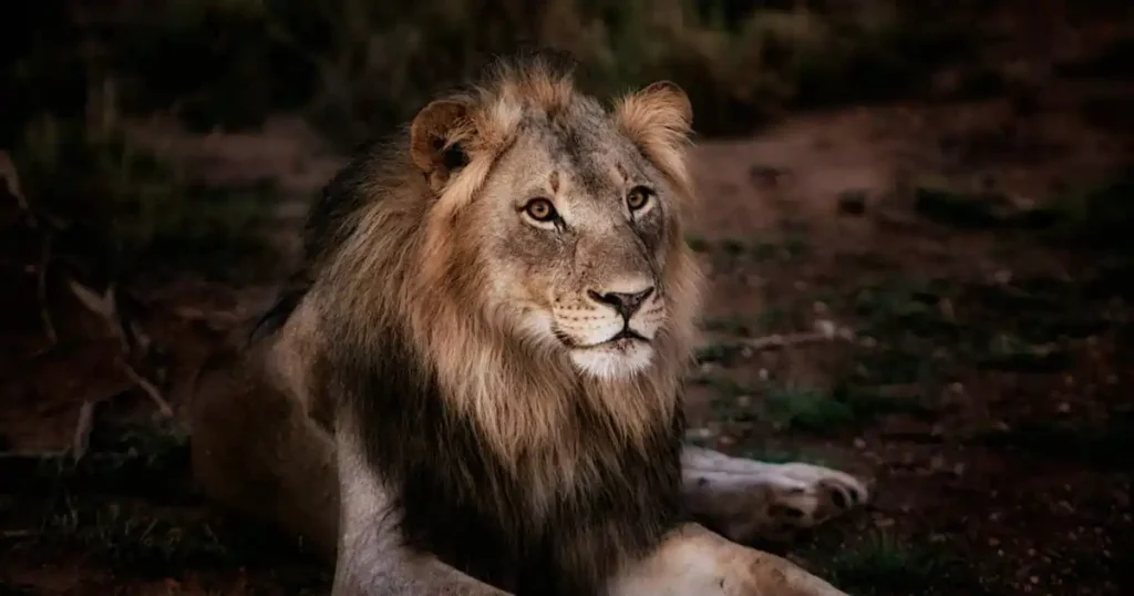 இந்த விலங்குகளிடம் சிக்கினால் சிங்கத்திற்கு தான் ஆபத்து.. காட்டின் ராஜாவை ஈஸியா கொல்லும் விலங்குகள்..