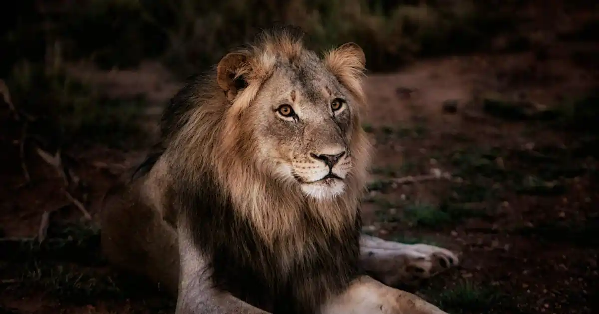 6qsn6gms lion 625x300 29 April 25 1