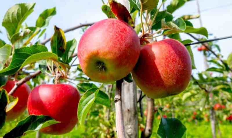 தினம் ஒரு ஆப்பிள் சாப்பிடுங்கள்!. புற்றுநோய், மாரடைப்புகள் வரவே வராது!. புதிய ஆய்வில் தகவல்!