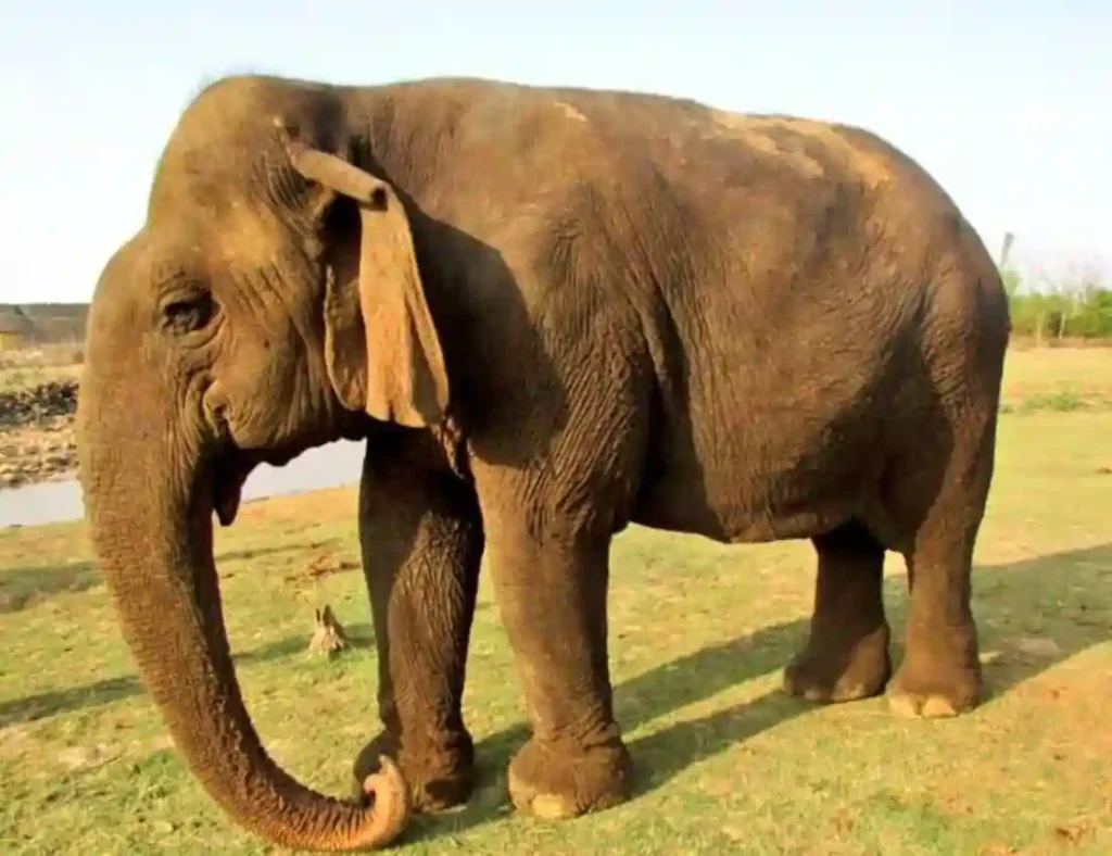 Asias Oldest Elephant Vatsala 1
