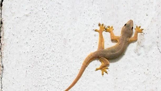 Lizards 11zon Lizards 11zon