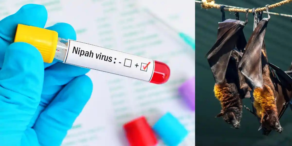Why Is Nipah Virus In News