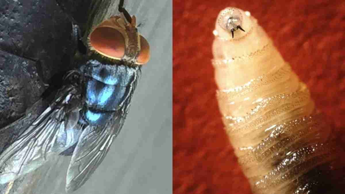 eating parasite found in