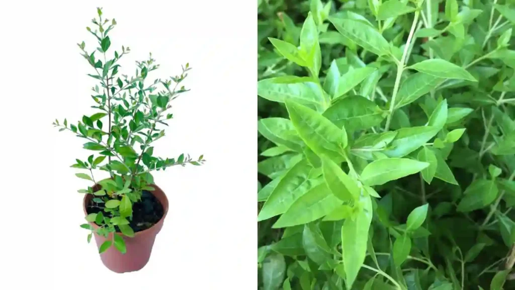 henna plant big 1699018053