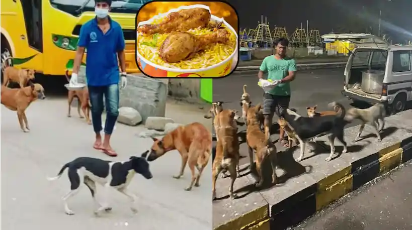 street dog street dog
