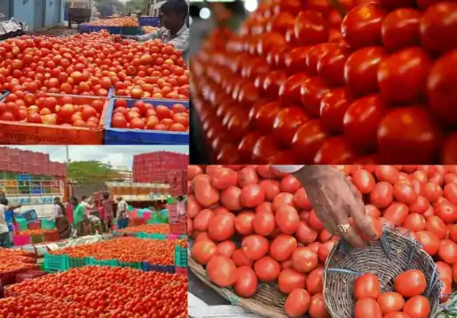 tomato price தக்காளி விலை திடீர் உயர்வு.. ஒரு கிலோ எவ்வளவு தெரியுமா..? – இல்லத்தரசிகள் அதிர்ச்சி