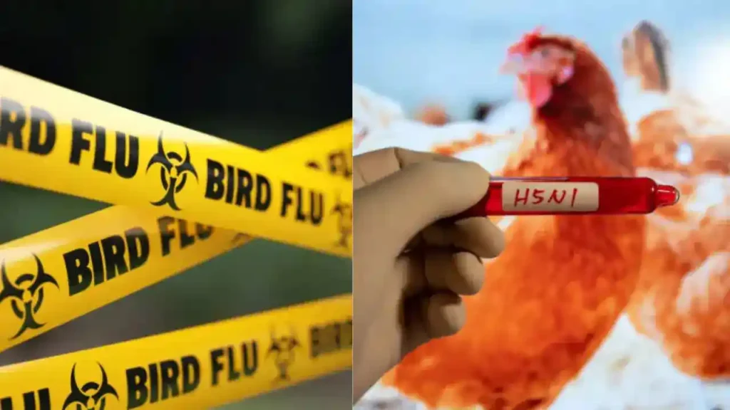 Bird flu