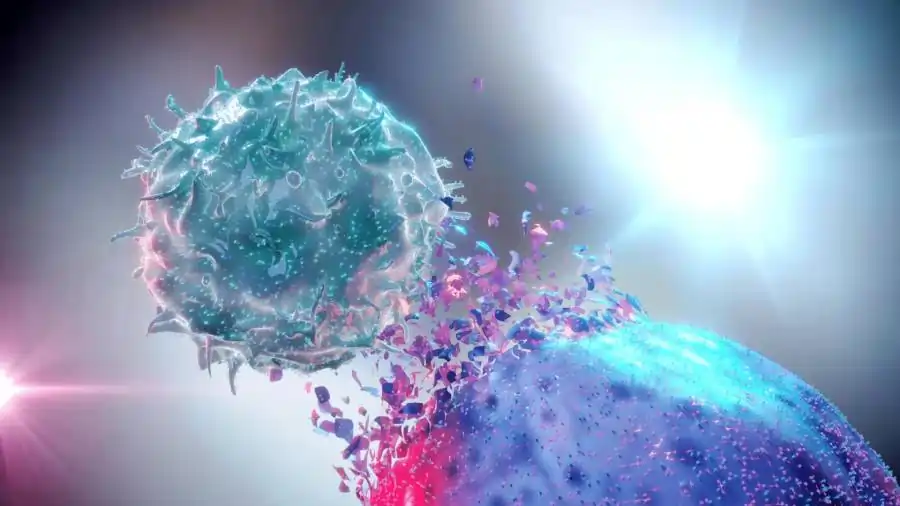Natural Killer Cell Destorying Cancer Cell Illustration 1 புற்றுநோய்க்கான அதிசய மருந்து இந்த மரத்தின் இலையில் உள்ளது! புதிய ஆய்வில் வெளியான குட்நியூஸ்!