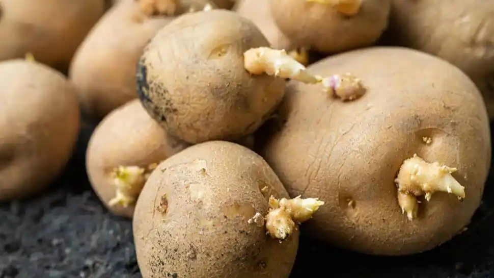 Potato sprout Potato sprout