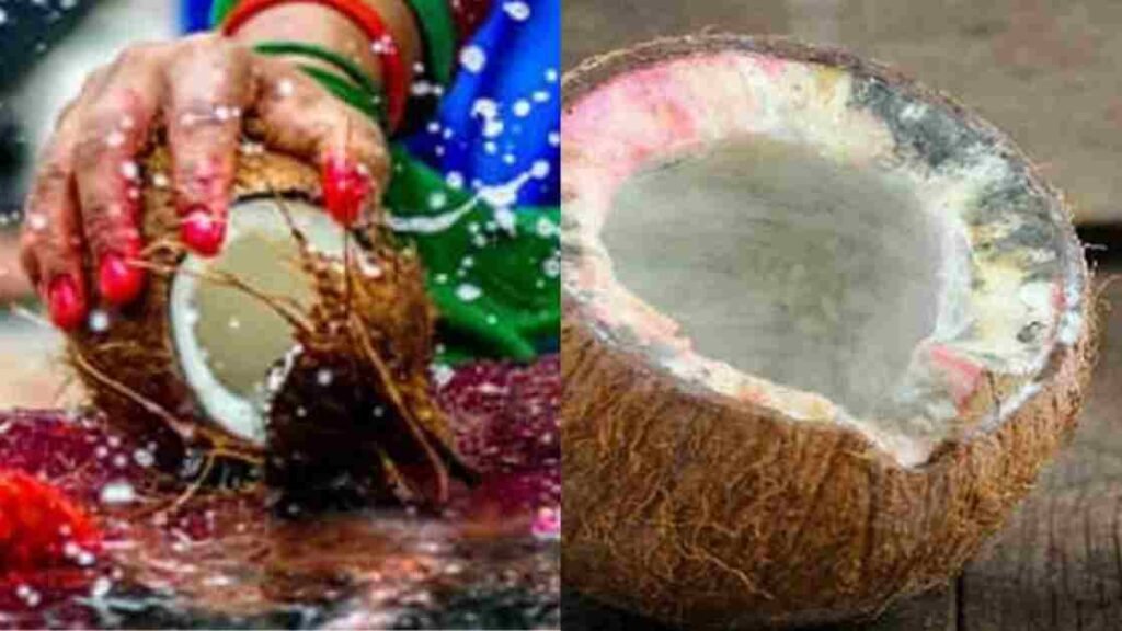 Rotten Spoiled Coconut 11zon பூஜைக்கு வைத்த தேங்காய் அழுகினால்  சுபமா அல்லது அசுபமா..? வாங்க பார்க்கலாம்..!