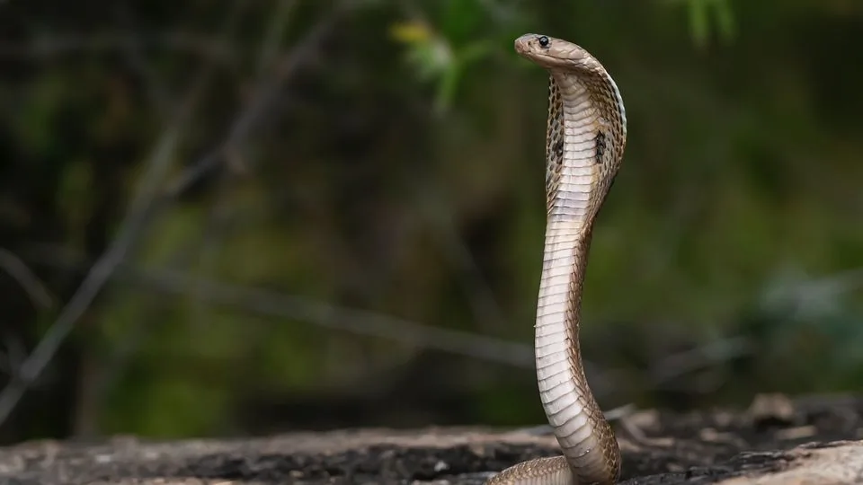antibody protects against a host of lethal snake venoms 384089 960x540 1 antibody protects against a host of lethal snake venoms 384089 960x540 1
