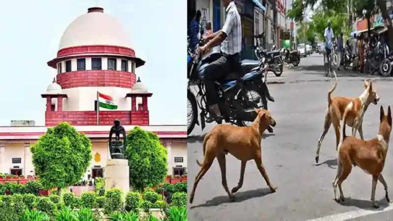 dog court 750x422 1 dog court 750x422 1