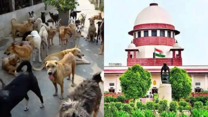 dogs supreme court dogs supreme court