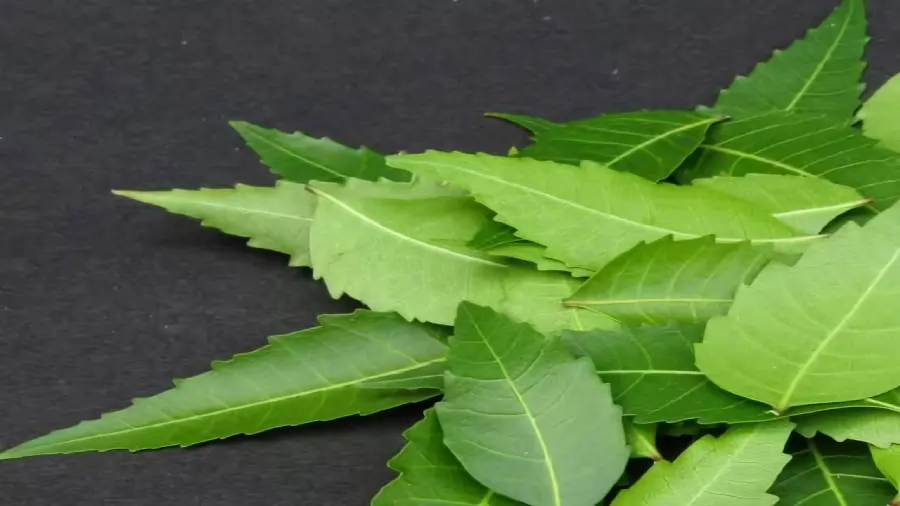 neem leaves neem leaves