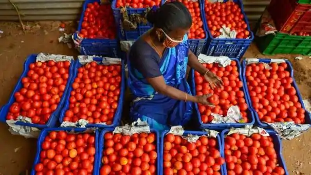 tomato 1 tomato 1