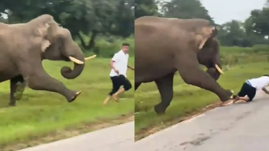 tourist elephant Bandipur Tiger Reserve 1280x720 1 ஆக்ரோஷமாக துரத்திய காட்டு யானை..! அதிர்ஷ்டவசமாக உயிர் தப்பிய சுற்றுலா பயணி..! மிரள வைக்கும் வீடியோ..