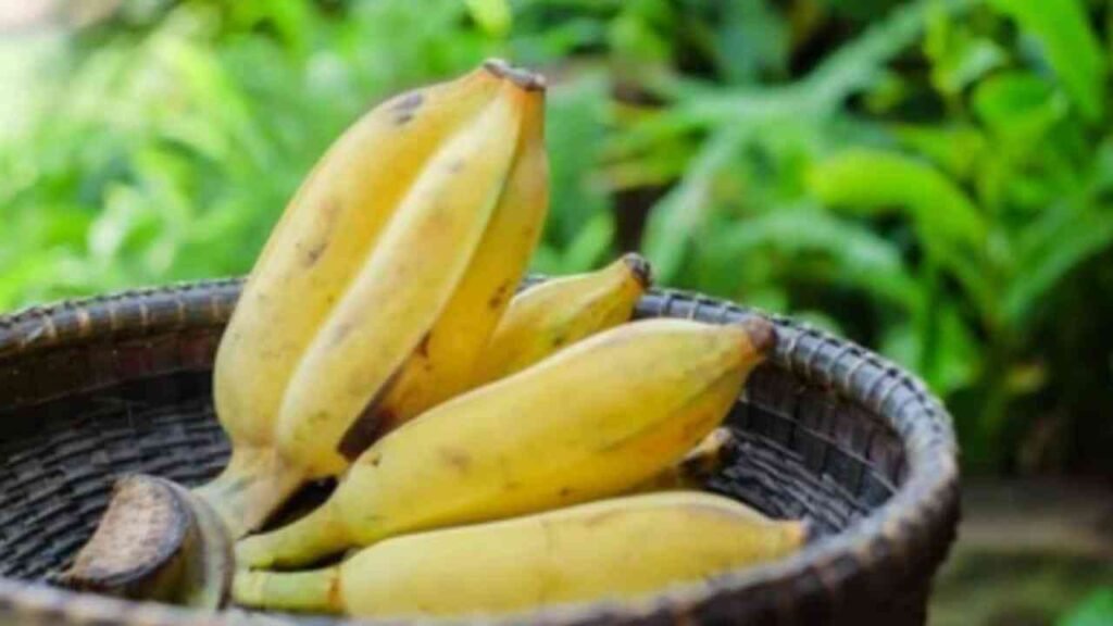 twin banana 11zon twin banana 11zon