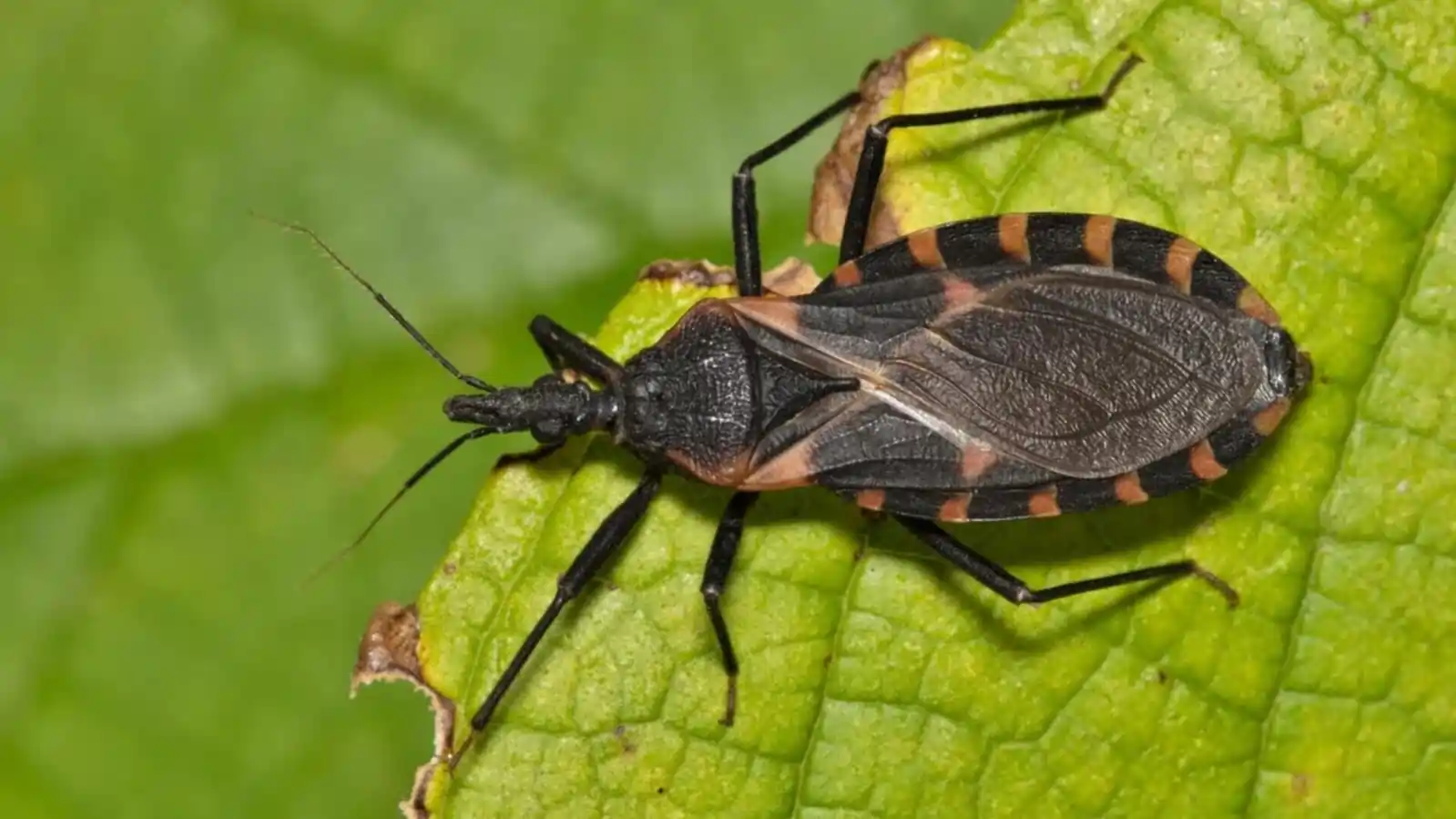 Kissing Bugs 2025