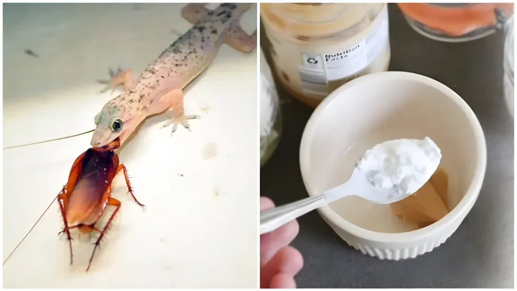 Lizard 2025 Lizard 2025