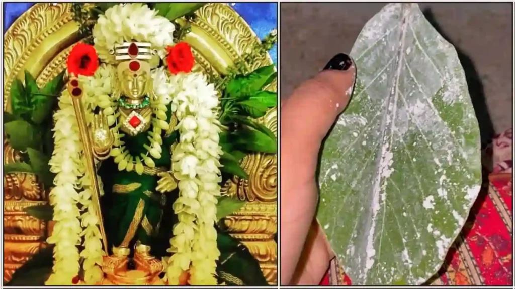 Murugan 2025 1 திருச்செந்தூர் பன்னீர் இலை விபூதி பற்றி தெரியுமா..? தீராத நோய்களையும் தீர்க்கும்..!! கோயிலுக்கு போன இதை மறந்துறாதீங்க..!!