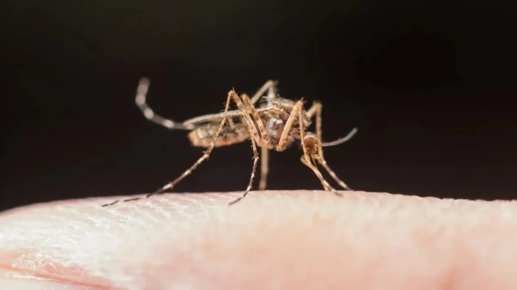 dengue ஒரே ஆண்டில் தமிழகத்தில் 15,796 பேருக்கு டெங்கு பாதிப்பு…!   மக்களுக்கு விழிப்புணர்வு…! அமைச்சர் மா.சு தகவல்…!