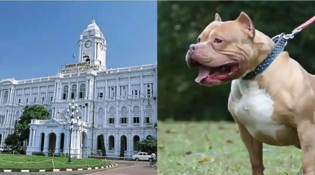 dog corporation dog corporation