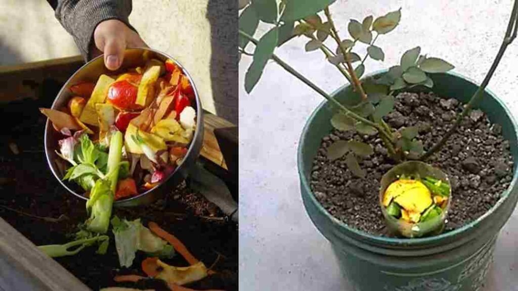 செடிகளுக்கு வீட்டிலேயே உரம் தயாரிக்க ஐடியா!. ஒரு பைசா கூட செலவு இல்லை!. 100% பலன் கிடைக்கும்!.