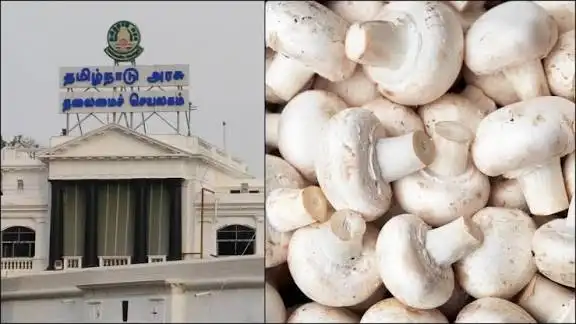 காளான் விதை உற்பத்தி தொகுப்பு அமைக்க விண்ணப்பிக்கலாம்…! மகளிர் சுய உதவிக் குழுக்களுக்கு சூப்பர் அறிவிப்பு…!