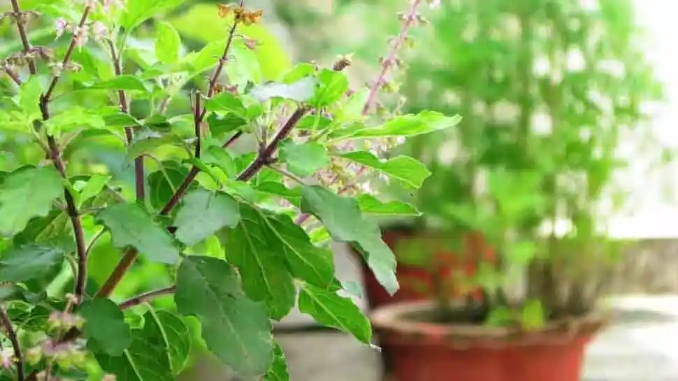 tulsi கிரகணத்தின் போதும், ஞாயிற்றுக்கிழமைகளிலும் துளசியைத் தொடாதீர்கள்!. மகாபாவம்!. ஏன் தெரியுமா?.