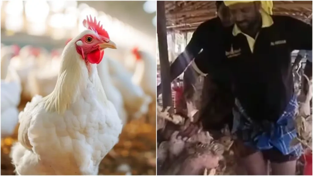 Chicken Farm 2025 கொட்டித் தீர்த்த பேய் மழை..!! திடீரென வந்த வெள்ளம்..!! ஒரே இரவில் 10,000 உயிர்கள் பலி..!!
